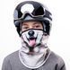 Balaclava Husky Samurai
